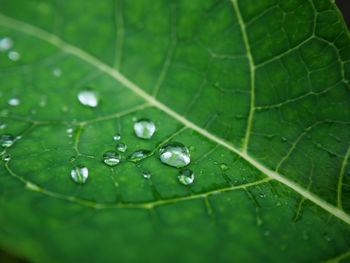 Close-up of raindrops on leaves