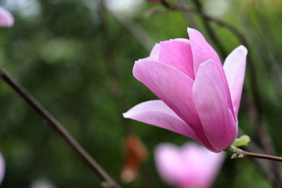 Close-up of pink flower