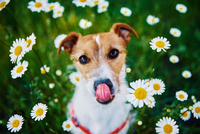 Cute dog portrait on summer meadow with green grass