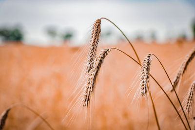 Close-up of wheat plants against sky