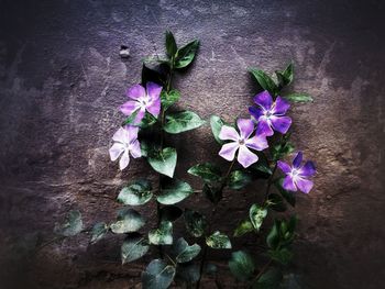 High angle view of purple flowers blooming outdoors