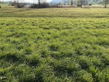 Scenic view of grassy field