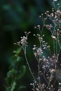 Close-up of wilted plant