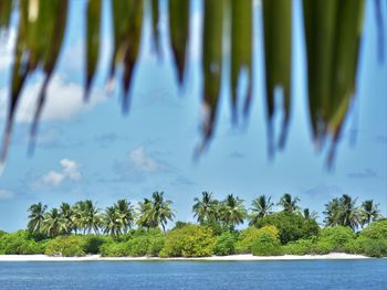 Close-up of palm trees by sea against sky