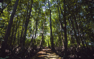 Low angle view of bamboo trees in forest