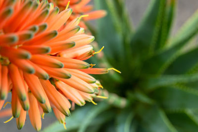 Close-up of orange flowering plant