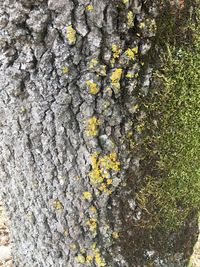 Close-up of moss on tree trunk