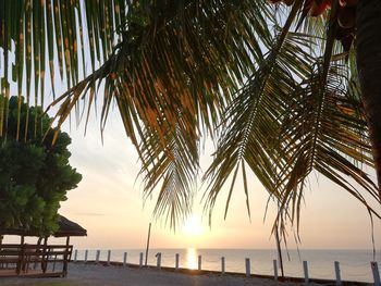 Palm trees on beach against sky during sunset