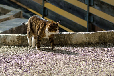 View of a dog walking