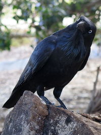 Close-up of bird perching on rock