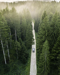 Road amidst trees in forest