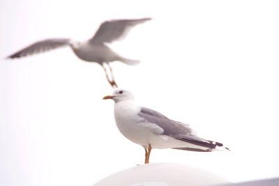 Seagull flying over white background