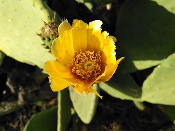 Close-up of yellow lily blooming on plant