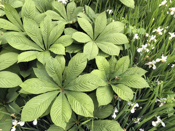 High angle view of flowering plant leaves