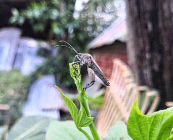 Close-up of butterfly on plant