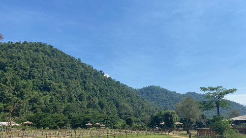 Panoramic shot of trees on field against sky