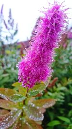 Close-up of pink flowers