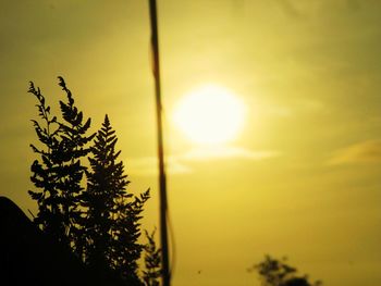 Silhouette of tree at sunset