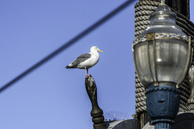 Low angle view of seagull perching on metal against sky