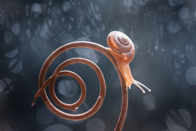 Snail on unique branch