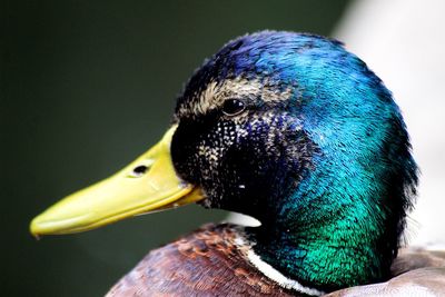 Close-up of a bird