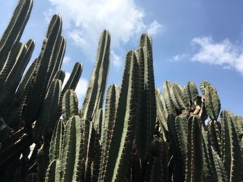 Low angle view of cactus plants against sky