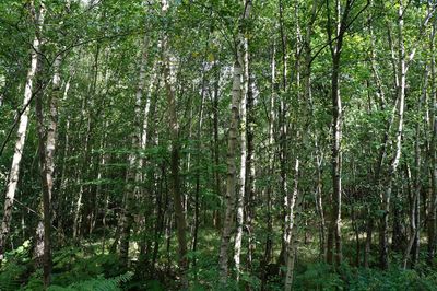 View of trees in forest