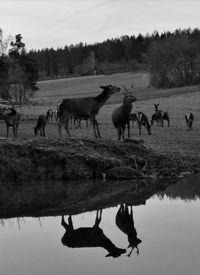 Black and white picture of two deer, the silhouettes reflecting on water.