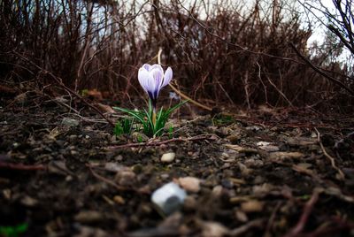 Close-up of purple crocus flowers on field