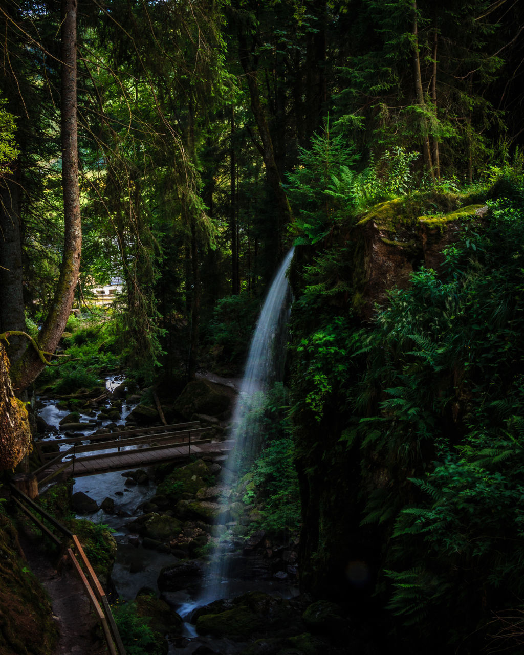 STREAM FLOWING AMIDST TREES IN FOREST