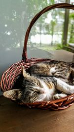 Close-up of cat sleeping