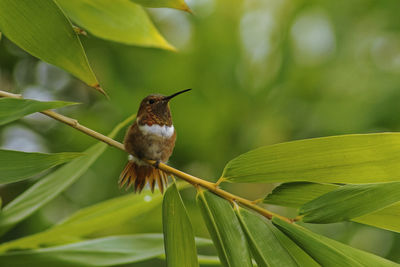 Close-up of bird perching on plant