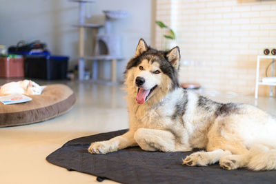 A cute siberian husky dog smiling with happiness