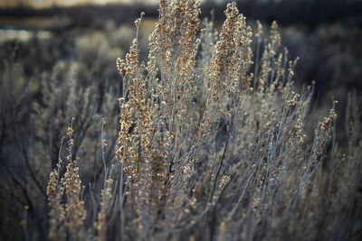 Close-up of dried plant on field