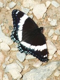 Close-up of butterfly