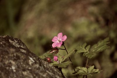 Close-up of pink flowering plant on rock