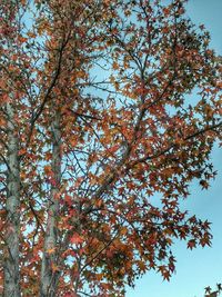 Low angle view of tree against sky