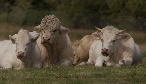 Cows on field