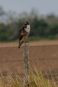 Bird perching on wooden post