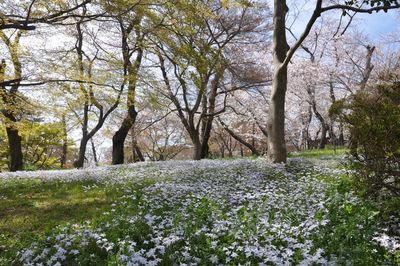 Scenic view of flowering plants and trees on field