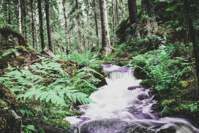 Scenic view of waterfall in forest