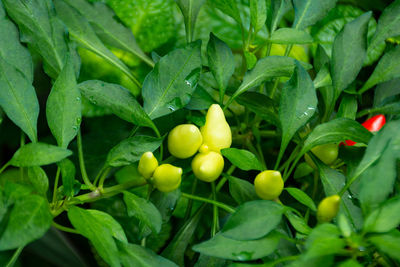 Close-up of fruits growing on plant