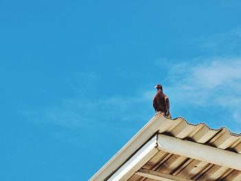 Low angle view of bird perching on roof against blue sky