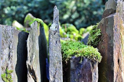 Close-up of tree trunk