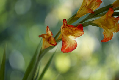 Close-up of day lily blooming outdoors