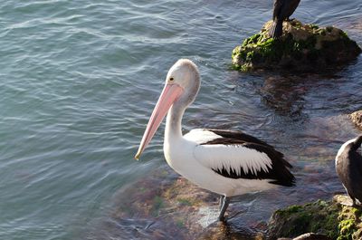 Side view of a bird in lake