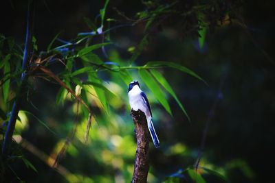 Close-up of bird perching on branch