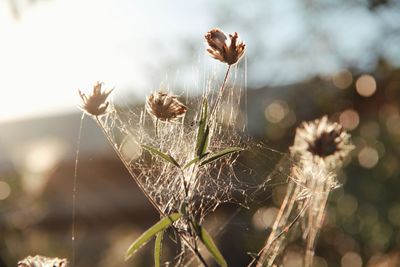 Close-up of spider on web against sky
