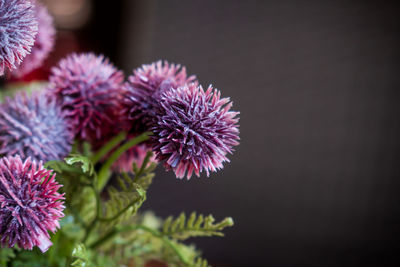 Close-up of purple flowering plant