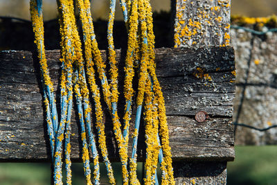 Close-up of rope